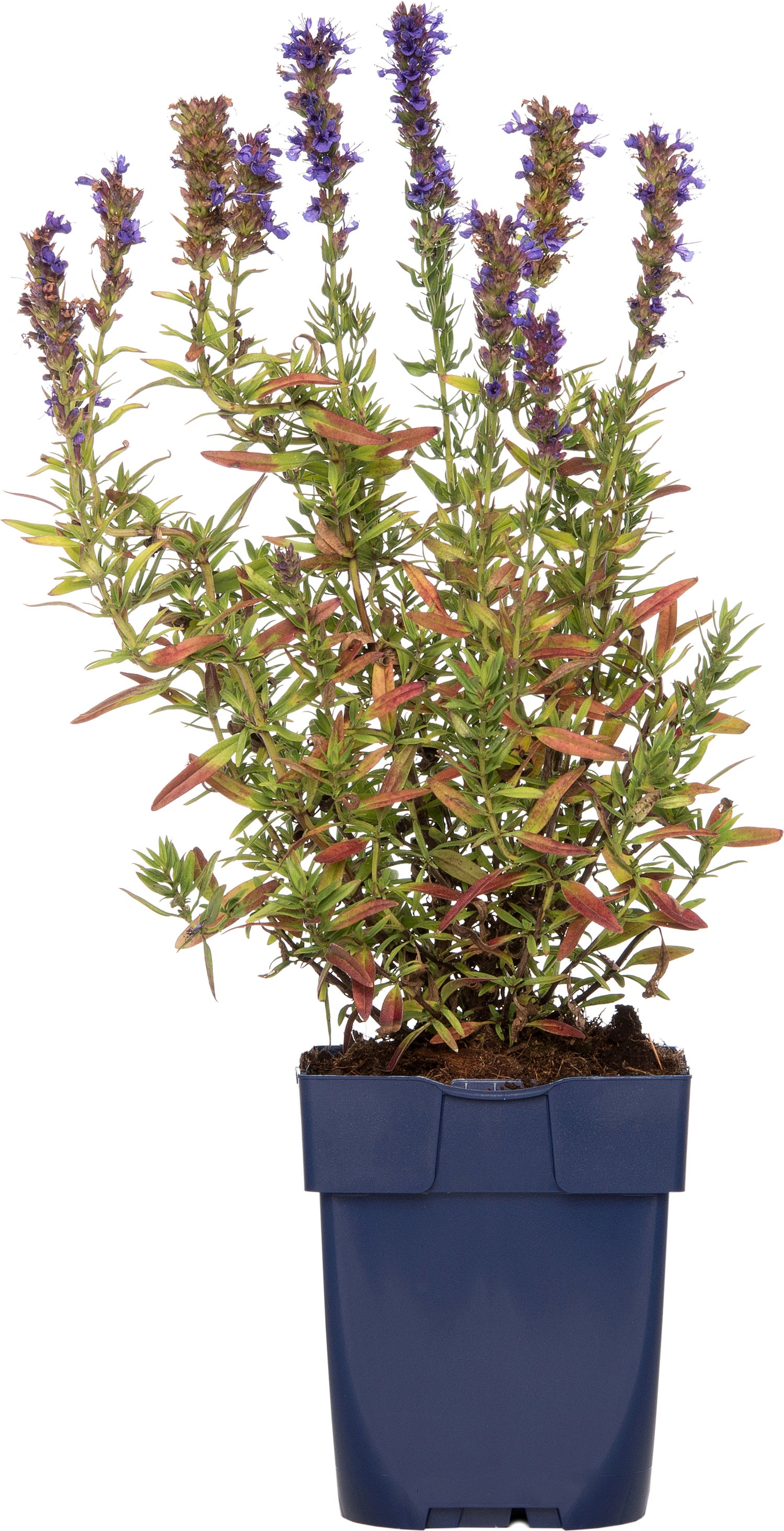 Hysop (Hyssopus officinalis) D 11 H 10 cm