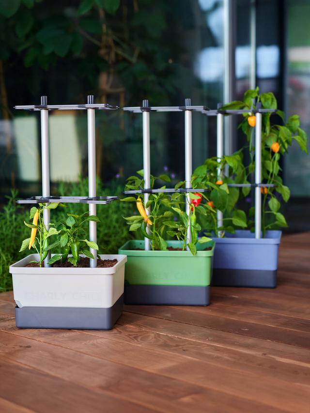Chili Starter-Set – Chilipflanzen zuhause anbauen