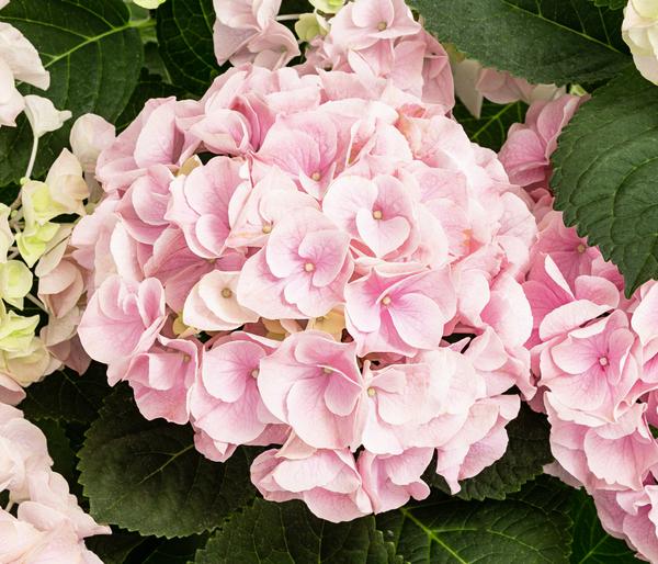 Hortensie - Hydrangea macrophylla