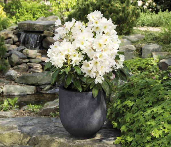 Rhododendron Inkarho® 'Dufthecke',