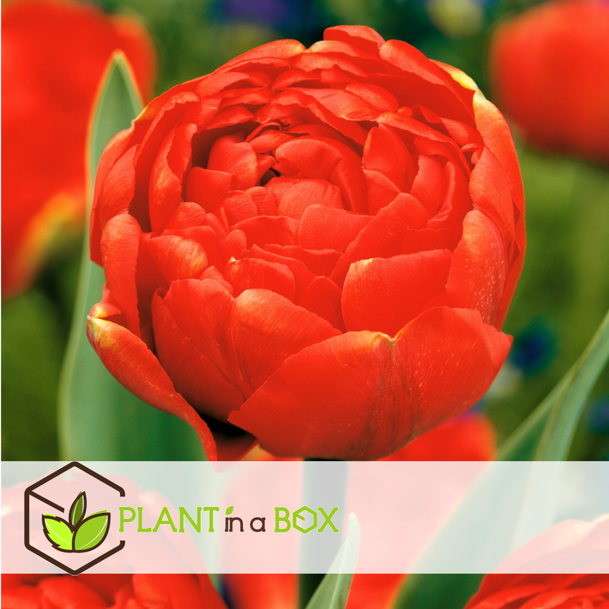 Tulipa icoon - bulbes à fleurs x21 - tulipe - rouge