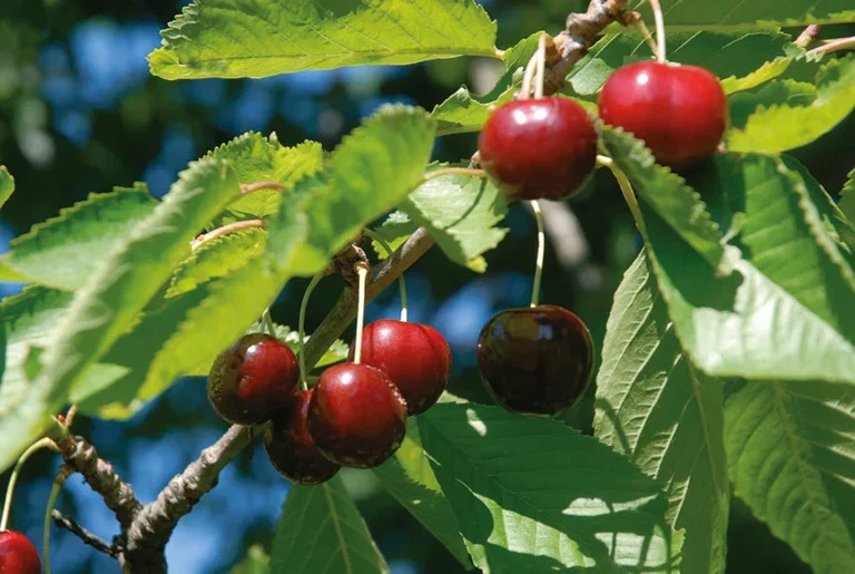 Prunus avium 'Stella' Søtkirsebær 'Stella' Colt Høyde 150-200 cm