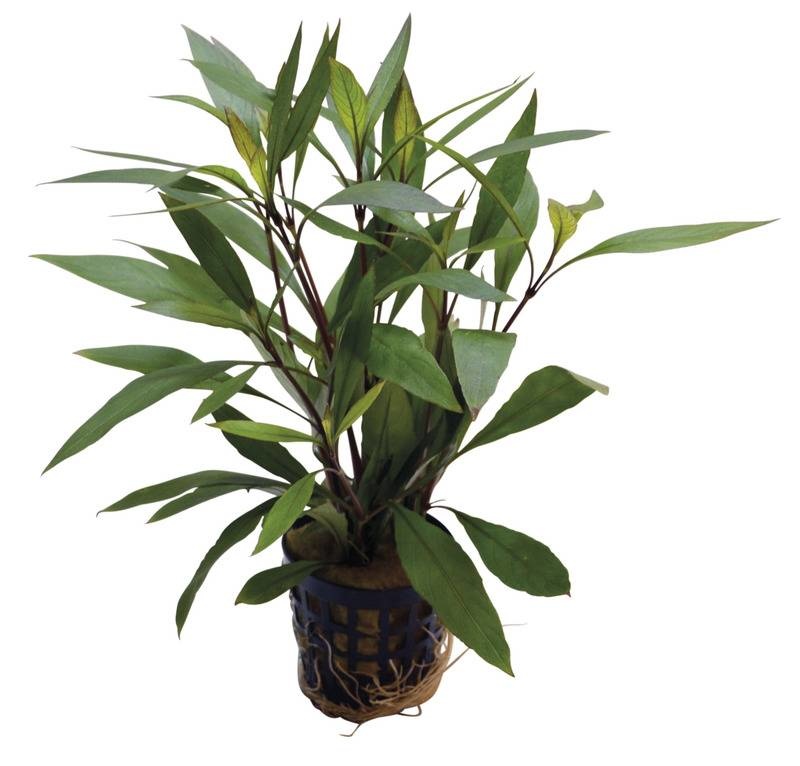 AquastoreXL Plantenpakket Medium 2 | Aquariumplanten