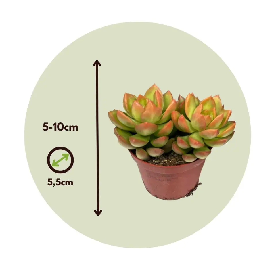 Mini-vetplanten - Set van 12 - Succulent Mix - Hoogte 5-10cm - ⌀5,5cm