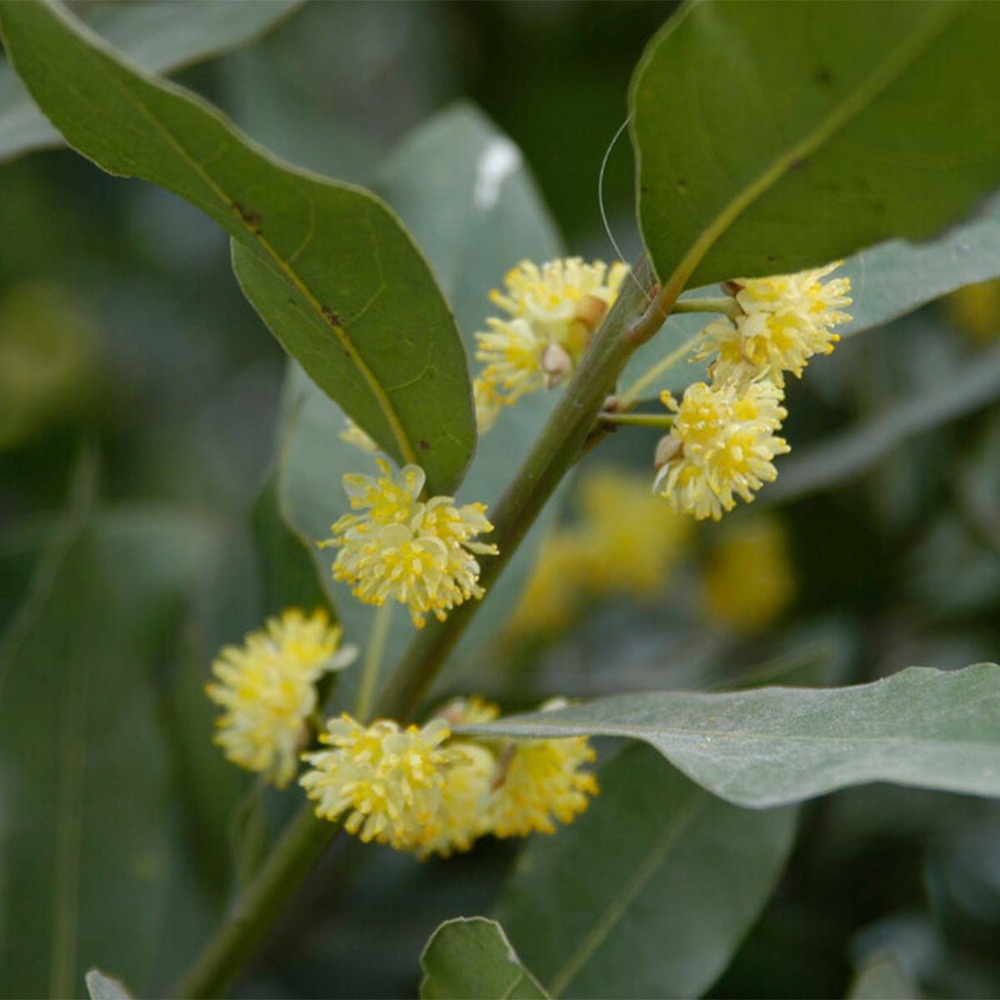 Tige de laurus nobilis - laurier de cuisine - arbuste - persistant – ⌀21 cm - ↕90-100 cm