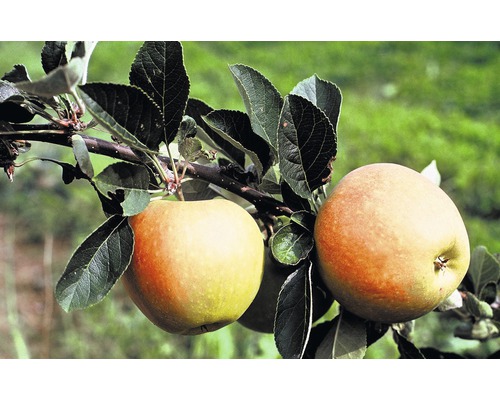 Biologische zomerappel FloraSelf Biologische Malus domestica 'James Grieve' Stamhoogte ca. 60 cm Totale hoogte 130-150 cm Co 7,5 L Struik