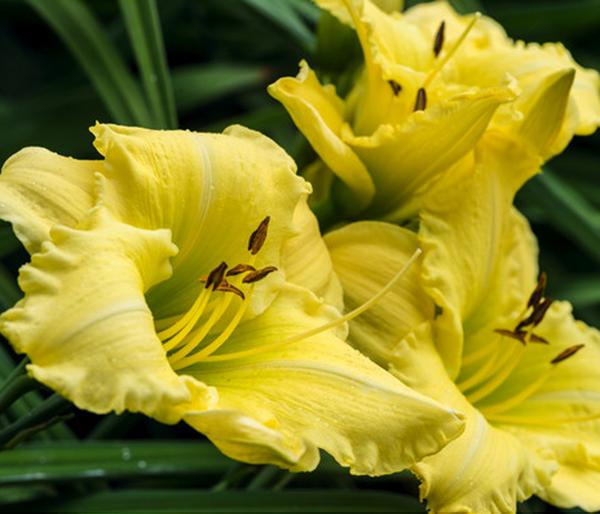 Bio Taglilie 'Stella d'Oro'