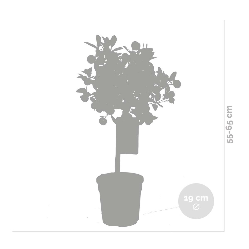 2x citrus mitis 'calamondin' - mandarinier - arbre fruitier - persistant - ⌀19 cm - ↕55-65 cm