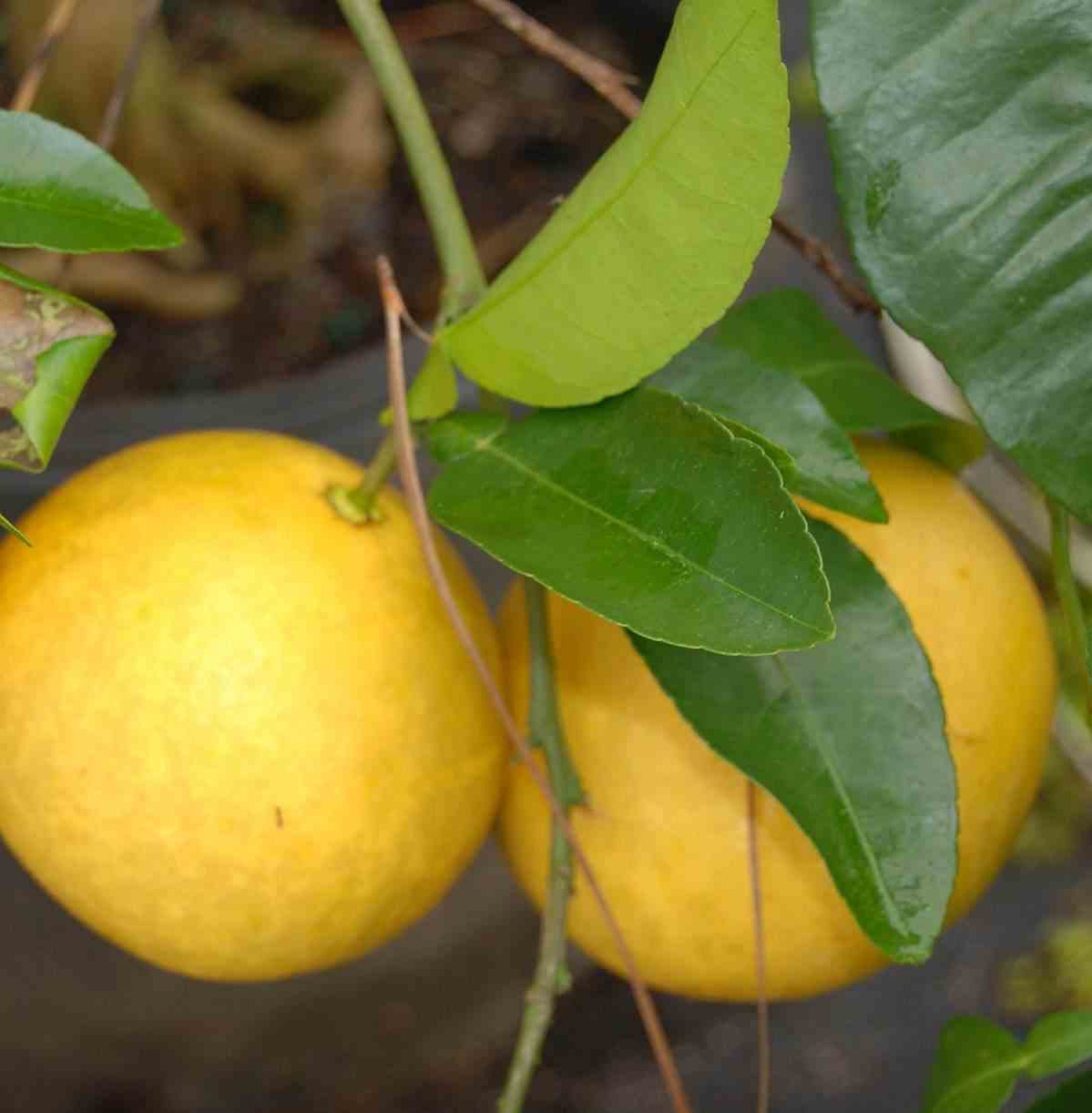 Citrus x paradisii (pamplemoussier) blanc - taille pot de 7 litres ? 100/120 cm