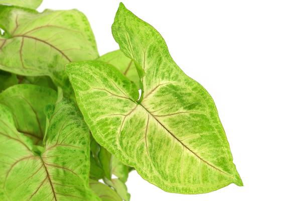 Purpurtute - Syngonium 'Golden Feel Green'