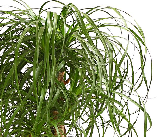 Elefantenfuß - Beaucarnea recurvata,