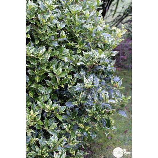 Osmanthus heterophyllus 'Goshiki' (='Tricolor') : touffe ctr 4,5L