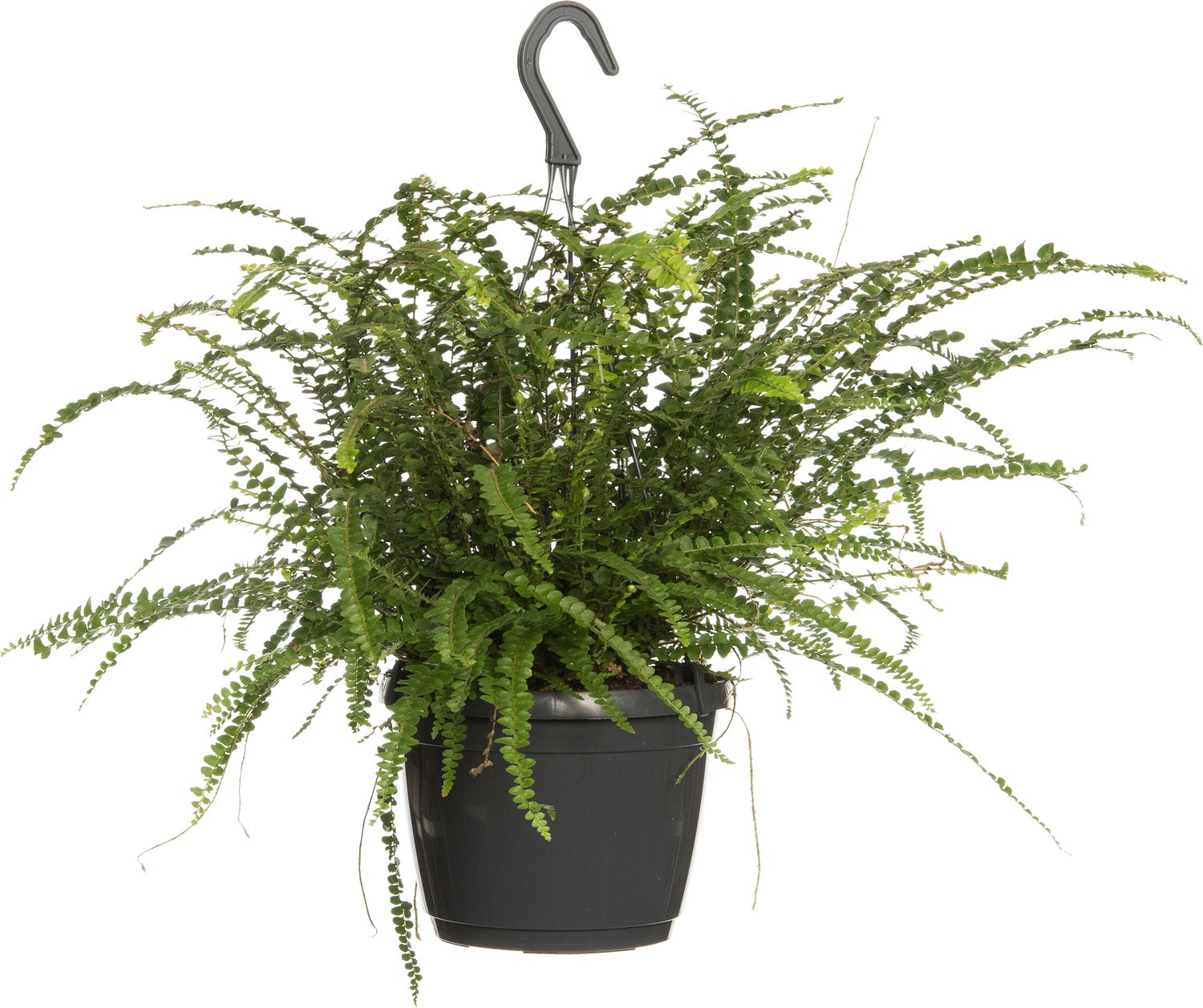 Krulvaren in hangpot (Nephrolepis 'Duffi') D 17 H 35 cm