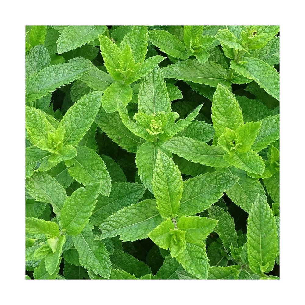 Menthe verte/mentha spicata[-]godet