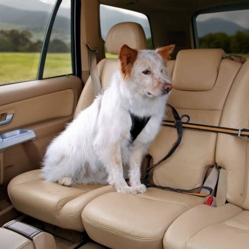 Coleira de segurança para cães multicolorida para carro