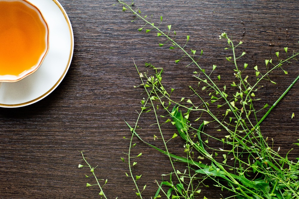 Jardin dans le sac - la bourse-à-pasteur - 1000 graines - capsella bursa-pastoris