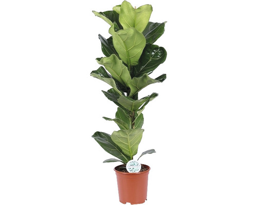 Ficus lyrata FloraSelf H ca. 105 cm Ø 21 cm pot