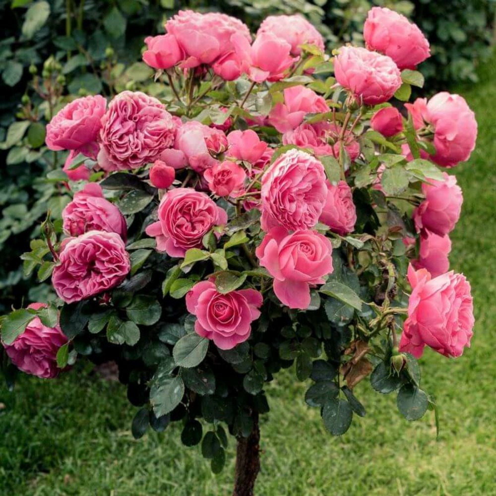 Rosier 'pierre de ronsard®' -