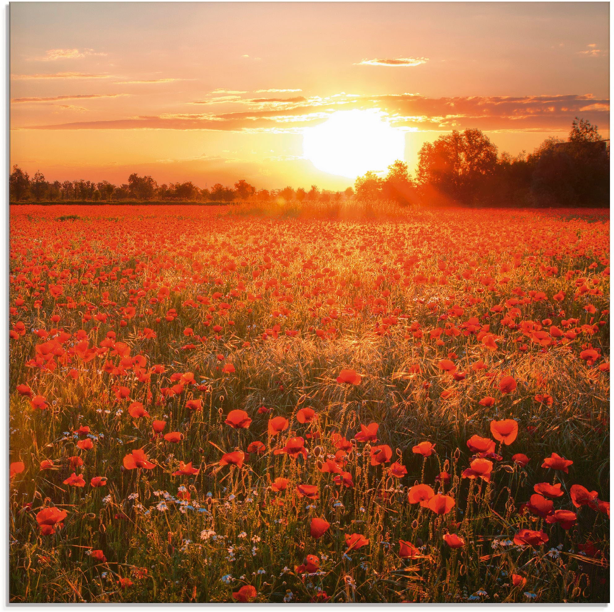 Artland Glasbild »Mohnblumenfeld bei Sonnenuntergang« Blumen 1 Stk. tlg. in verschiedenen Grössen
