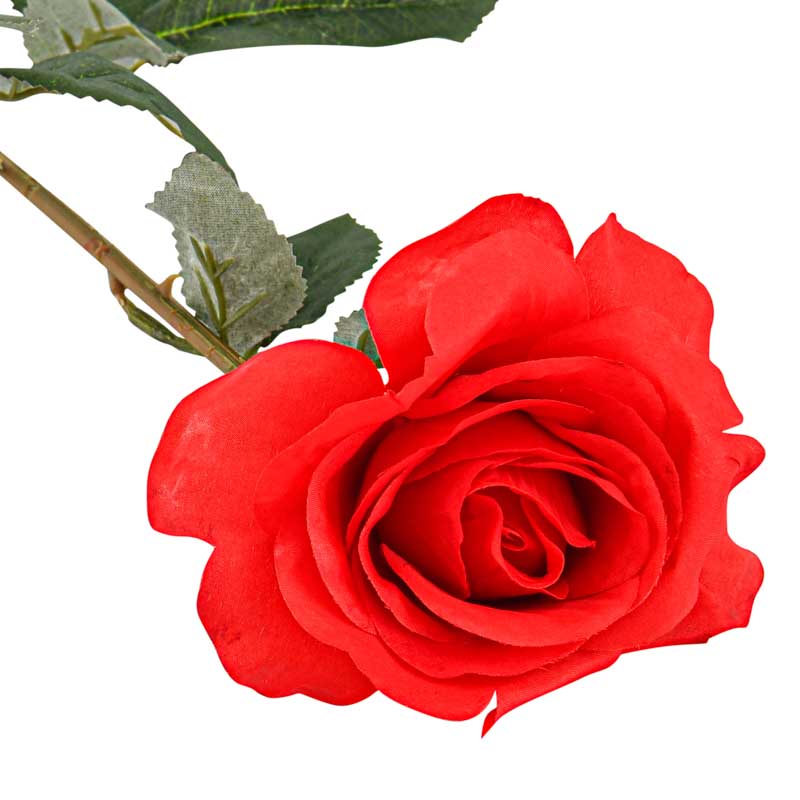Tige de rose rouge