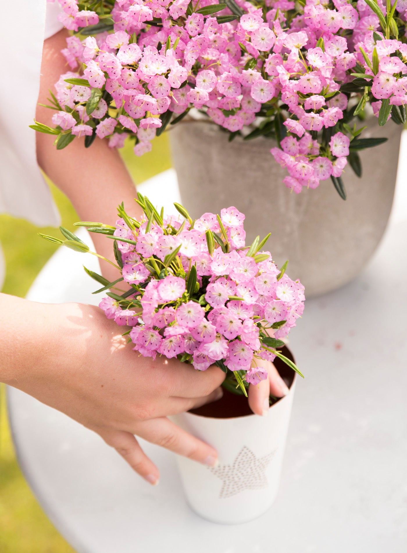 Lepelboom (Kalmia polifolia) D 15 H 30 cm