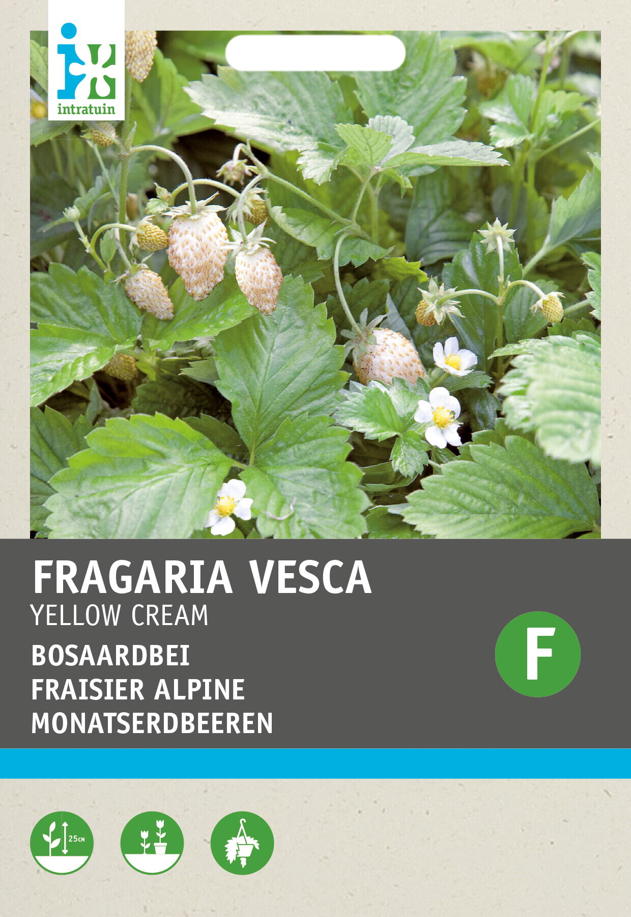Intratuin groentezaad hangaardbei (Fragaria vesca 'Yellow Cream')