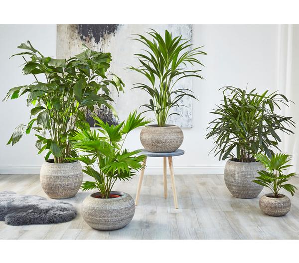 Steckenpalme - Rhapis excelsa