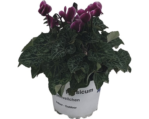 Cyclamen Patio Mix FloraSelf Cyclamen persicum Ø 10/11 cm pot