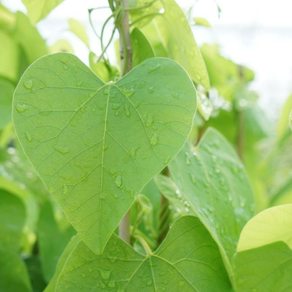 Aristoloche - aristolochia macrophylla 3l