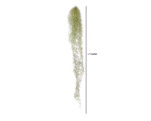 Tillandsia, Louisiana moshangmand XL FloraSelf Tillandsia usneoides H 80-100 cm