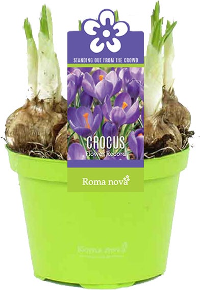 Krokus (Crocus 'Flower Record') D 9 H 11 cm