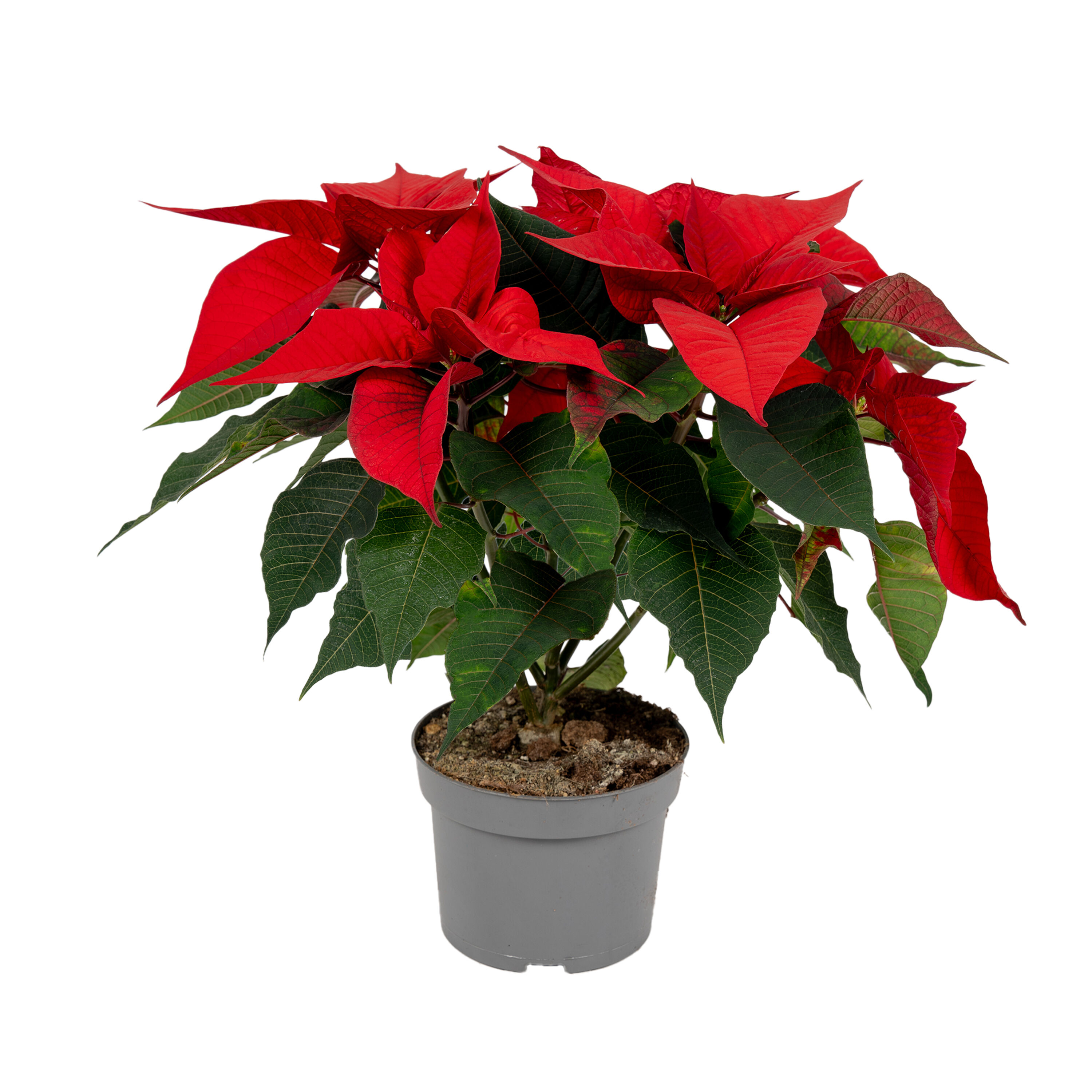Kerstster (Euphorbia Pulcherrima) - Kamerplant - 13 cm