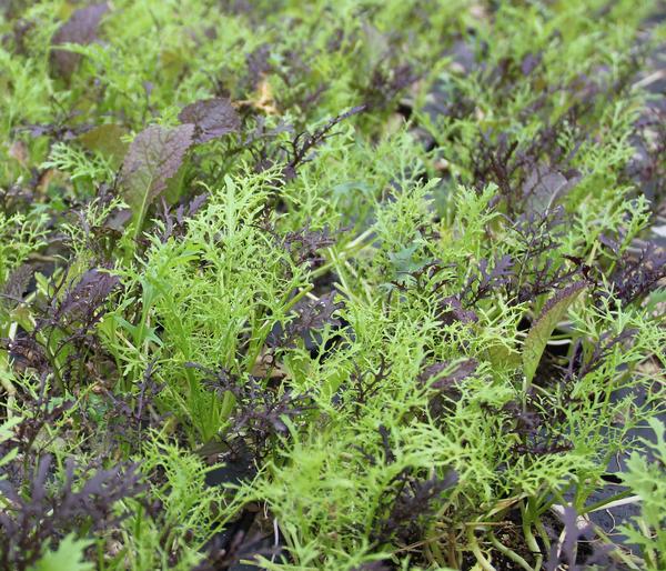 Bio Asia Wildkräuter im Pottburri®-Topf