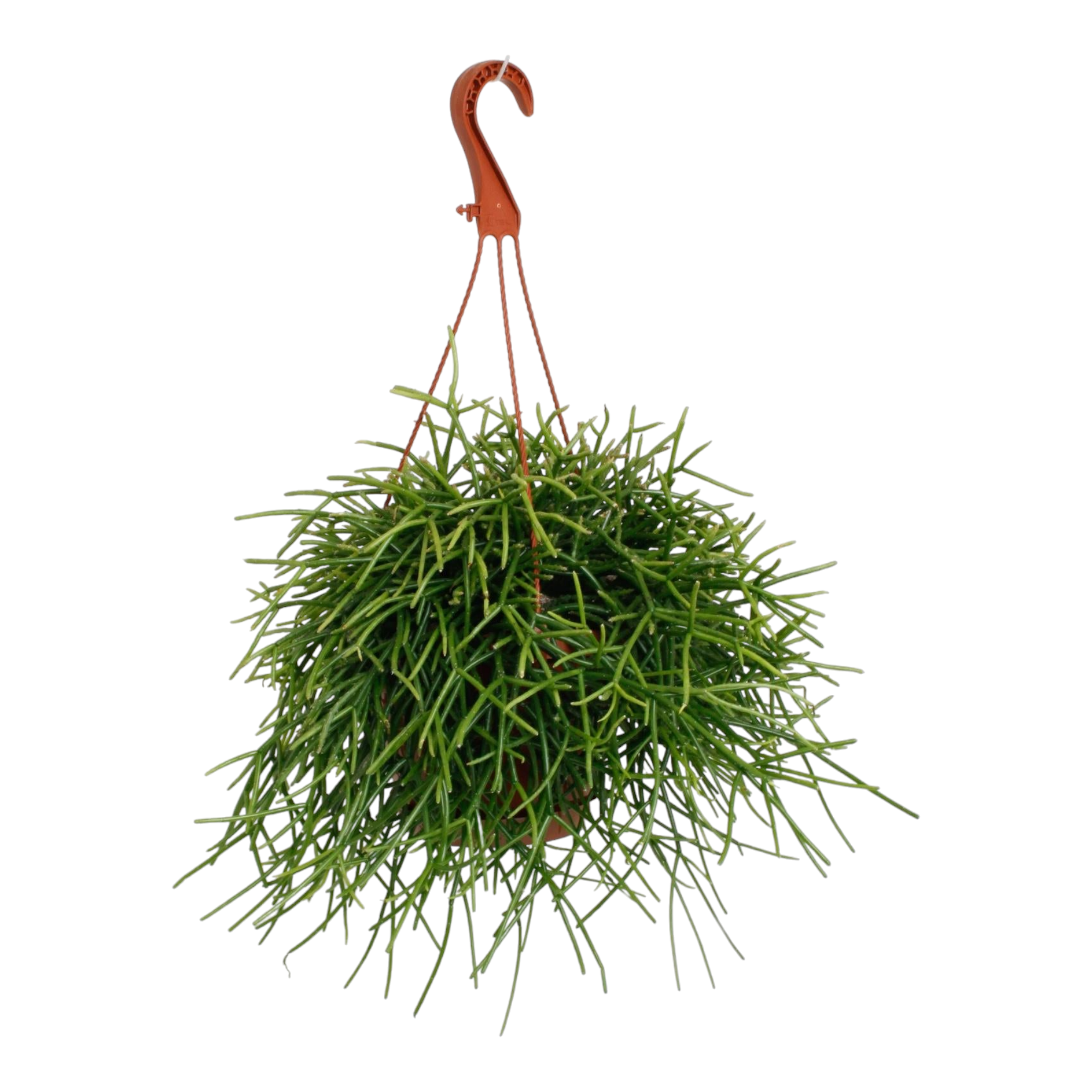 Plante d'intérieur - rhipsalis pulchra 45.0cm