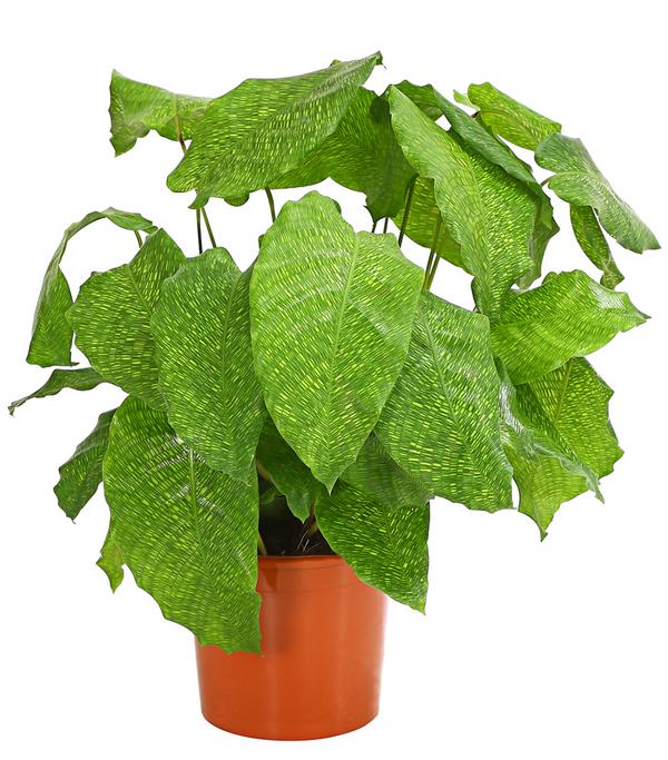 Korbmarante - Calathea mosaica