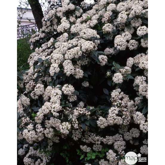 Viburnum tinus : H 20/30 cm ctr 2 litres