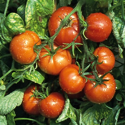 Gemüsesamen Tomaten alte Land- und Haussorten