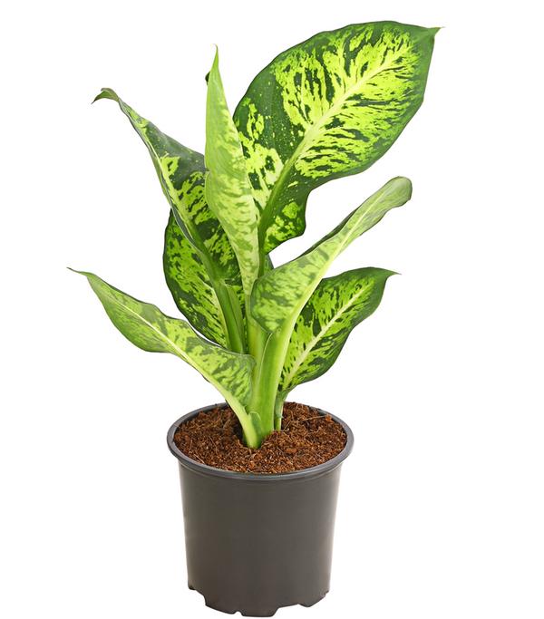 Dieffenbachie - Dieffenbachia maculata,
