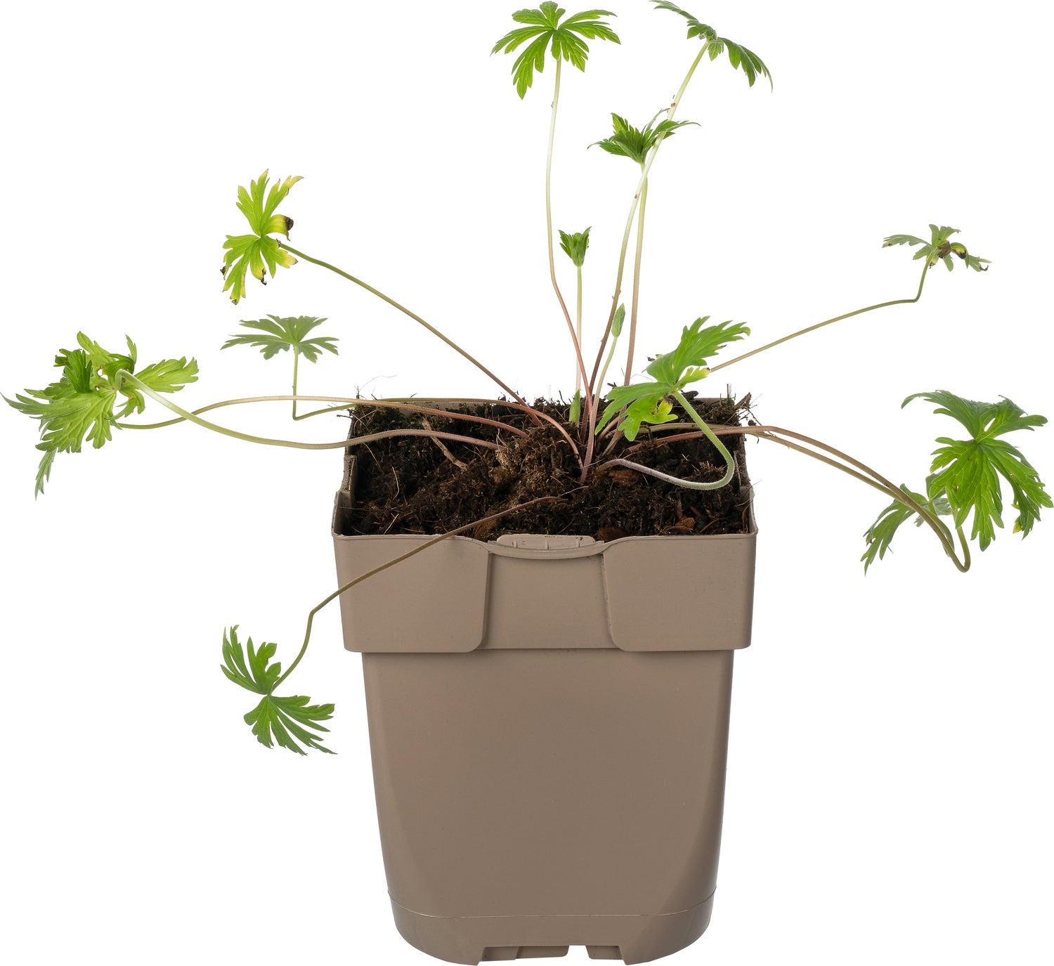 Ooievaarsbek (Geranium pratense) D 11 H 10 cm