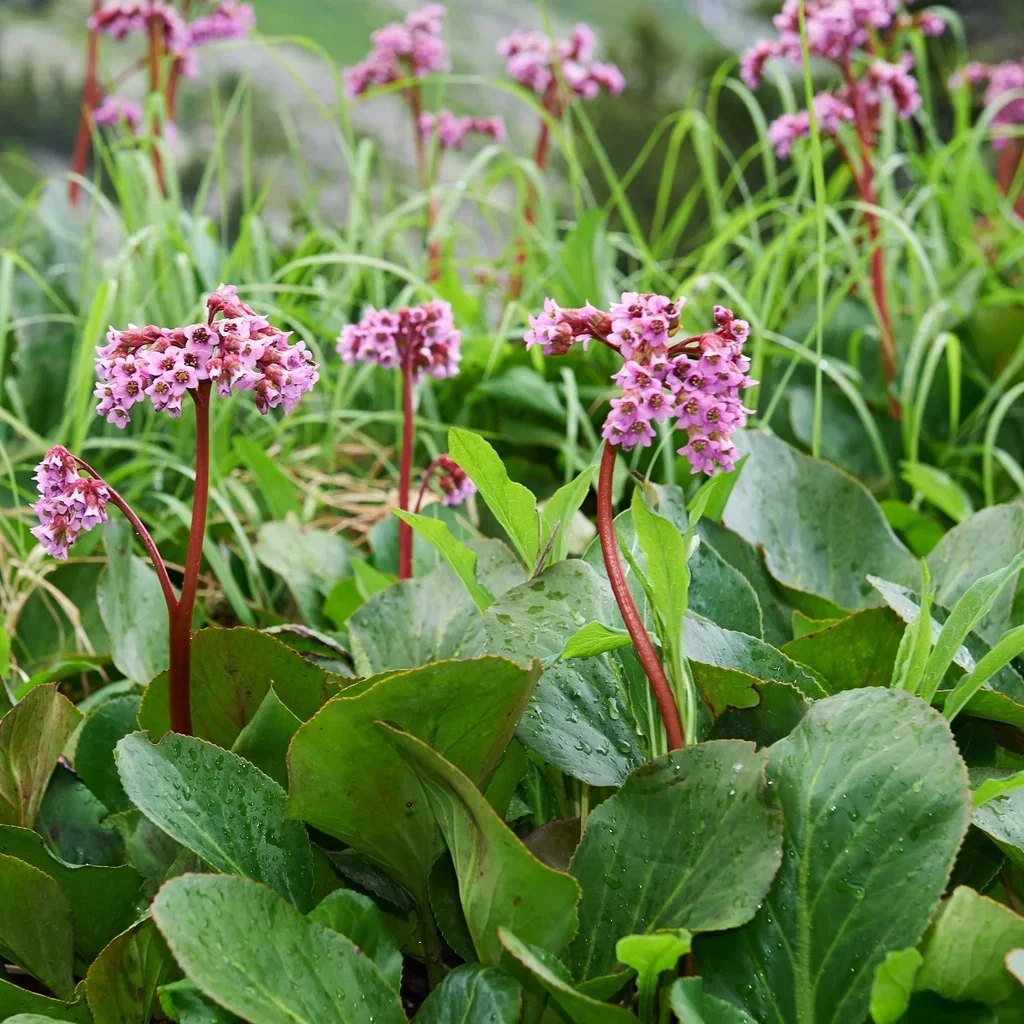 Bergenia cordifolia Hjertebergblomst Ø11 cm