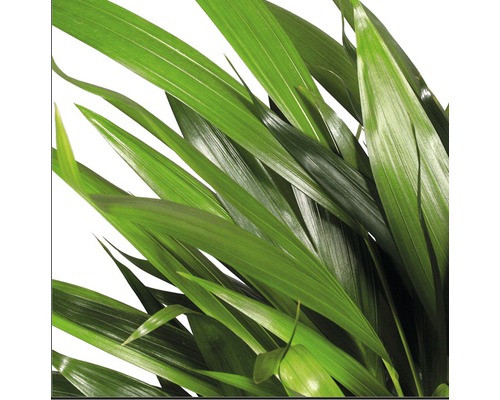 Gouden Palm FloraSelf Dypsis H 20-30 cm Ø 7 cm pot