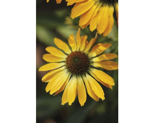 Zonnehoed Mix FloraSelf Echinacea purpurea H 30-40 cm Co 5 L diverse soorten