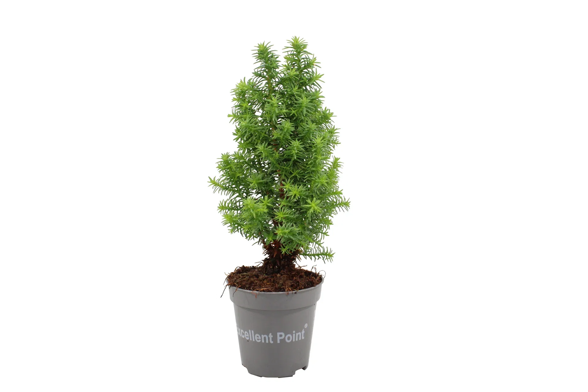 Chamaecyparis thyoides EXCELLENT POINT Atlantersypress EXCELLENT POINT Ø6 cm