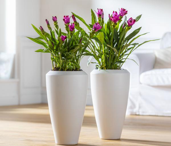 Indische Safranwurz - Curcuma alismatifolia