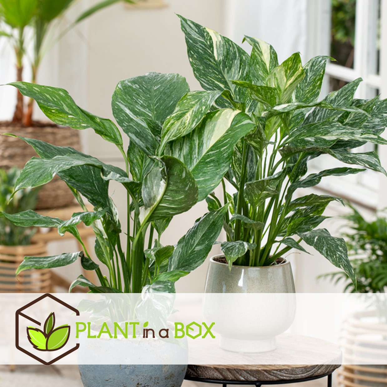 Spathiphyllum diamond - pot 12cm - hauteur 40-50cm