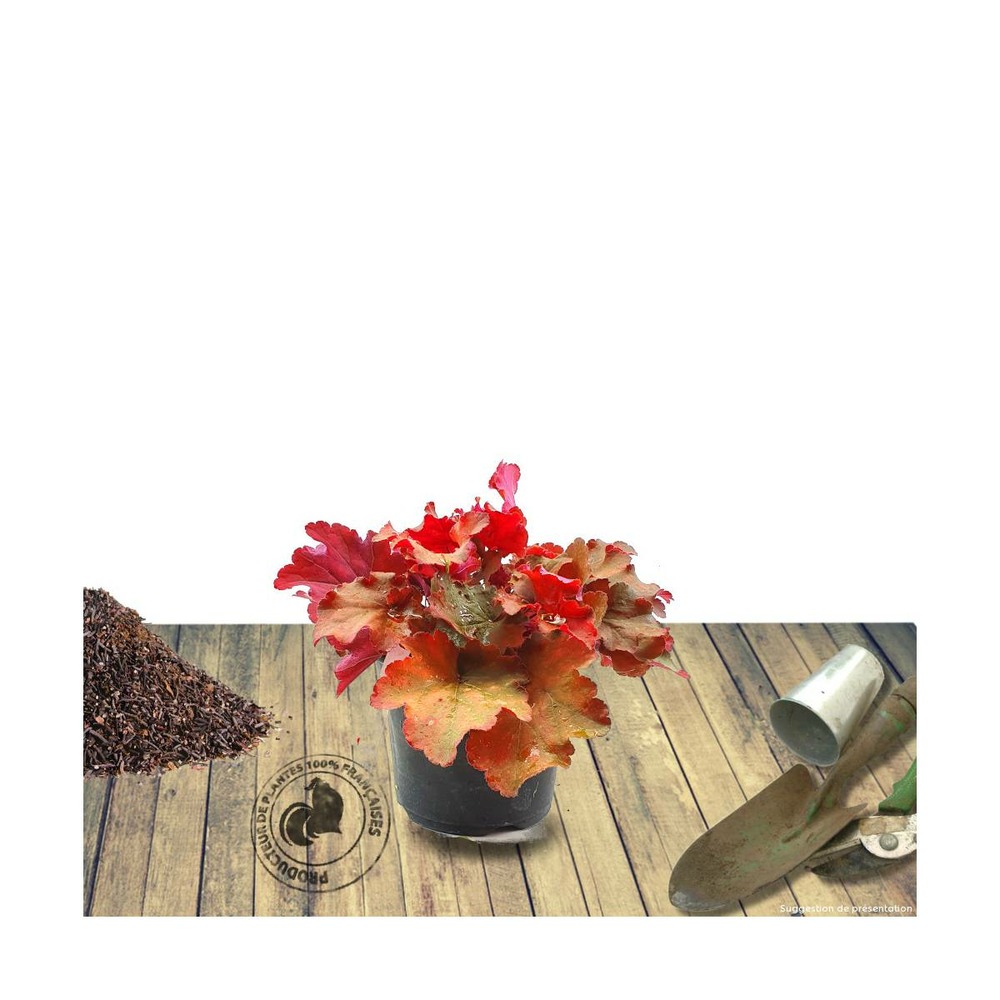 Heuchere x crème brulée/heuchera x crème brulée[-]pot de 3l - 10/40 cm