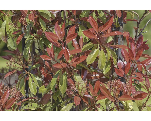 Loquat 'Red Robin' trellis FloraSelf Photinia x fraseri 'Red Robin' H120 x B80 cm Co 30 L