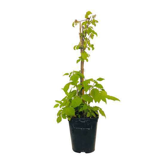 Framboisier 'Autumn Bliss' bio : pot de 3 litres