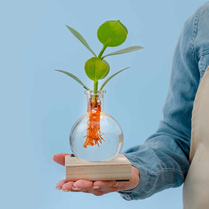 Plant | Jij bent mijn lichtpuntje