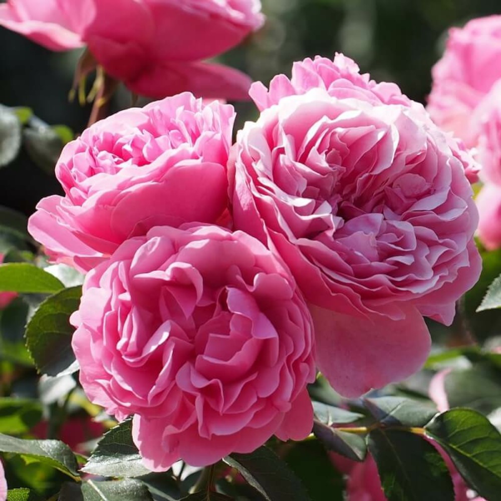 Rosier 'léonard de vinci®' -